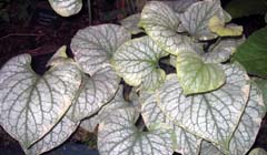 Brunnera macrophylla_Long acre cream